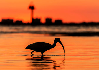 Red sunset bird silhouette white ibis - obrazy, fototapety, plakaty