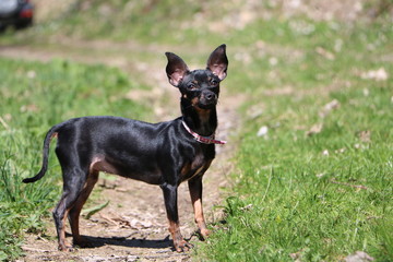 CANE PINSCHER NERO