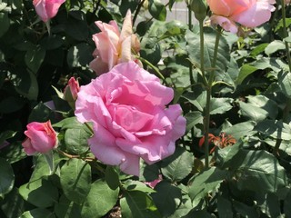 柔らかいバラ　Rose