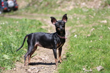 CANE PINSCHER NERO