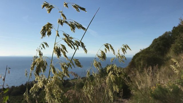 The view from Tresino hill, ampelodesma, Cilento, 4K