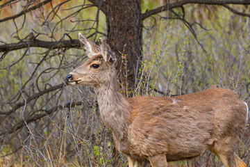 Herd of Mule Deer