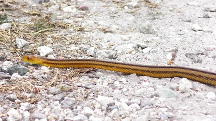 Yellow Rat Snake slithers