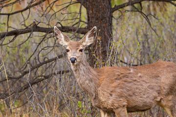 Herd of Mule Deer