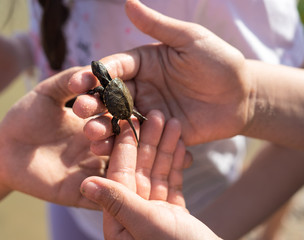 Hand of children holding cute newborn baby turtle. Animal is climbing up