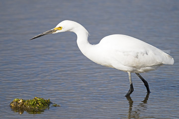 Obraz premium Snowy Egret Hunting