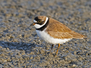 Semipalmated Plover