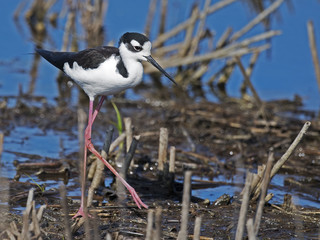 Black-necked Stilt