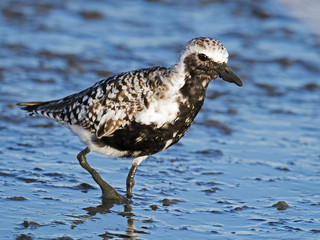 Black-bellied Plover