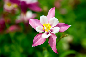 Grain noise filter - the beautiful pink-white flower on blurred background