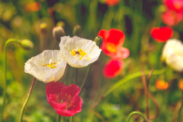 grain noise filter of poppy flower with the bee on the white flower