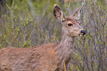 Herd of Mule Deer