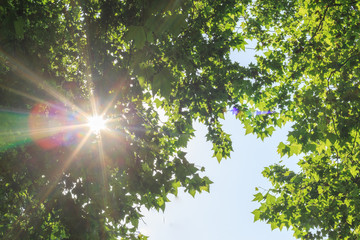 Obraz premium The sun from the French phoenix tree Gap light glare