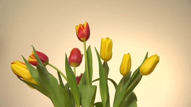 Bunch of tulips flowers with wind air blowing on light bright background 4K ProRes HQ codec