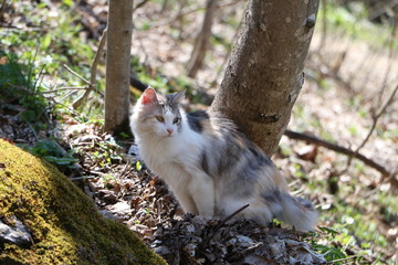 Obraz premium GATTO GATTA BIANCA