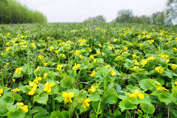 Wide glade full of bright vivid yellow flowers and fresh green grass in springtime