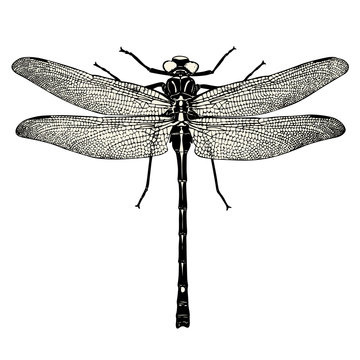 vintage Tier Design Element: detaillierte Zeichnung einer Libelle isoliert auf weißem Hintergrund - perfekt für romantische Sommer Layouts