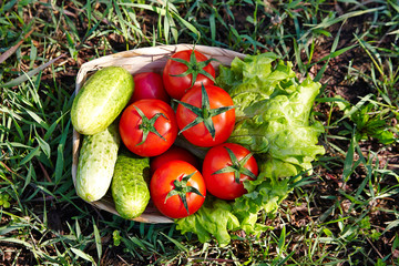 Fresh cucumber and tomato in a basket, top view
