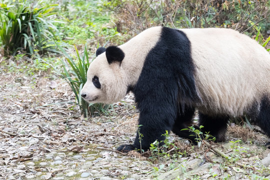 giant panda closeup