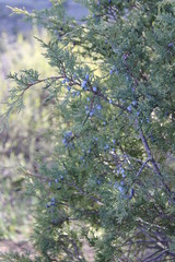 evergreen bush with blue berries