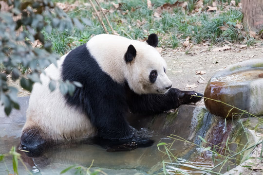 giant panda closeup