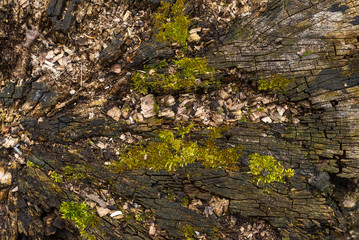 Decaying wood and moss on a stump