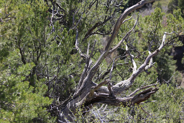 dead tree surrounded by new growth