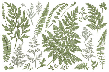 Set of fern leaves. - obrazy, fototapety, plakaty