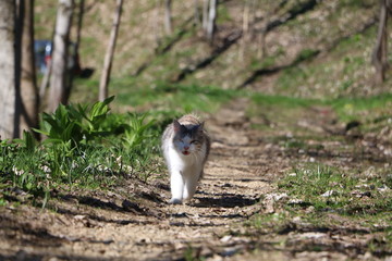 GATTO GATTA BIANCA