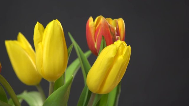 Bunch of tulips flowers close up on black background 4K ProRes HQ codec