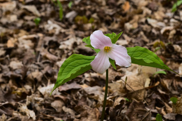 Pink Trillium Flower