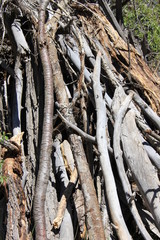 pile of drift wood