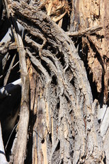old tree bark drift wood
