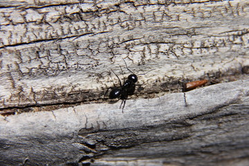 giant black ant on drift wood
