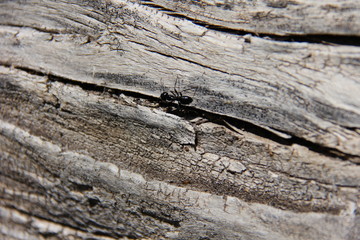 giant black ant on driftwood