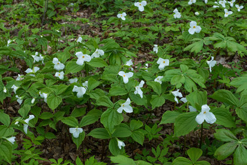 Trillium Flowers / Grandiflorum