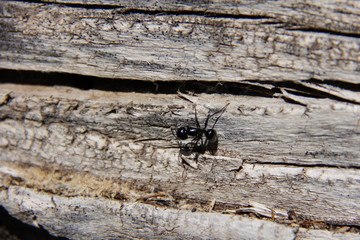 giant black ant on driftwood