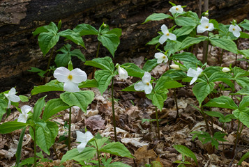 Trillium Flowers