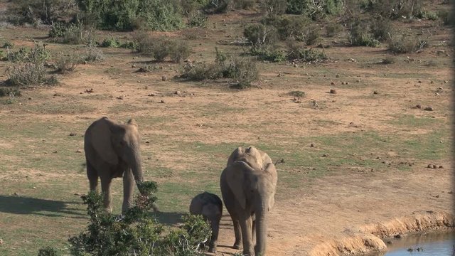 Elephants arriving at the waterpool