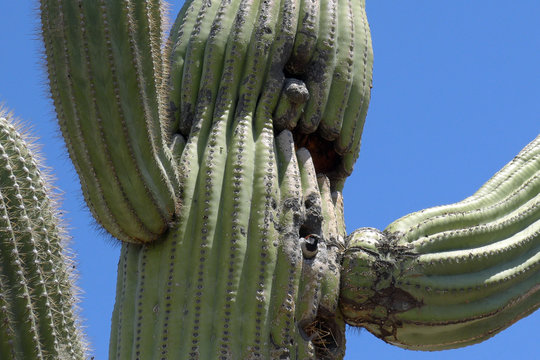 Spatz schaut aus dem Inneren eines Saguaro-Kaktusses heraus