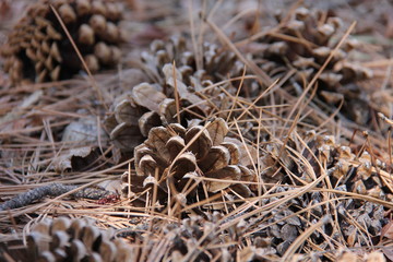pine cones on forest ground