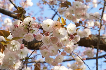 double cherry blossoms