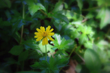 Beautiful flower backdrop with blurry background