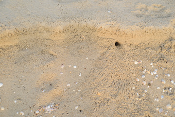 Fototapeta na wymiar Crab Hole