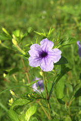 Fototapeta premium Beautiful flower backdrop with blurry background