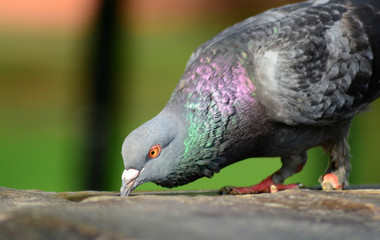 Pigeon surviving with one leg