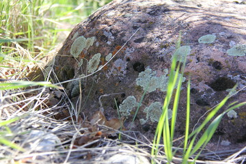rock with moss and lichen