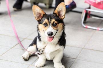 Lively and lovely corgi dog in the park