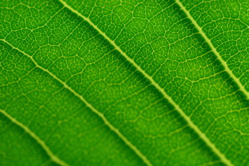 green leaf in closeup for backgrounds