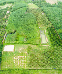 Durian trees orchard and rubber trees plantation